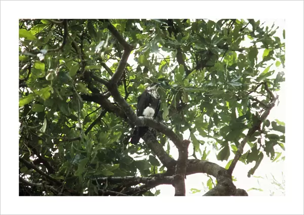 Bat Hawk - immature in a tree