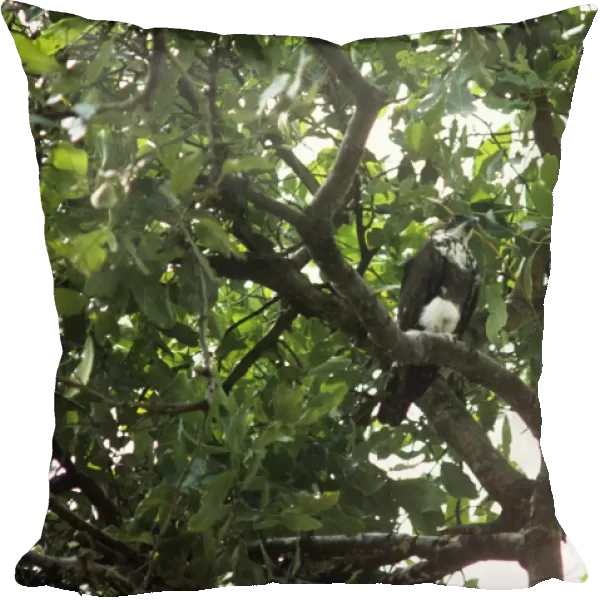 Bat Hawk - immature in a tree