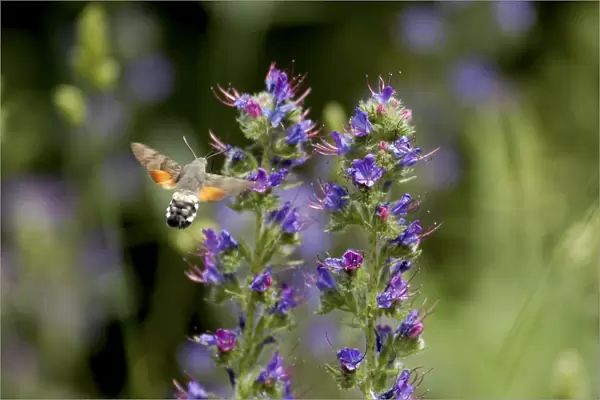 Hummingbird Hawkmoth - In flight feeding on Vipers Bugloss. Pyrenees, Southern Europe