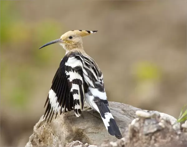 Hoopoe - stretching wings whilst preening - April - Extremadura - Spain
