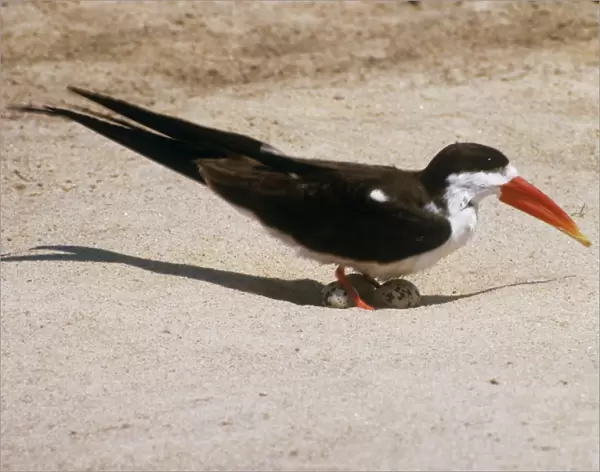 African Skimmer - with eggs