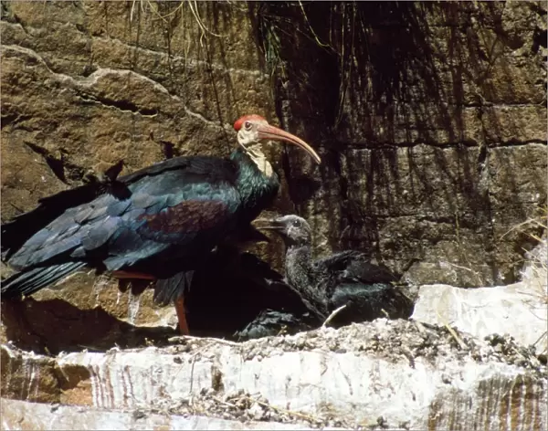 Bald Ibis. RMB-345. BALD IBIS - WITH CHICK AT NEST