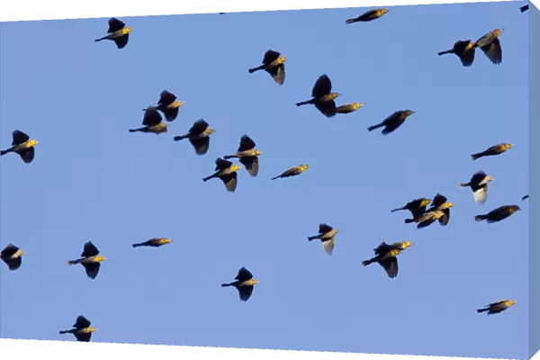 Yellow-headed Blackbirds - Flock in flight - Winter - South-east Arizona USA