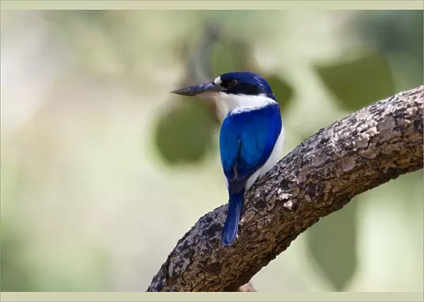 Forest Kingfisher - adult Forest Kingfisher sitting on a branch in a light forest looking out for prey - Northern Territory
