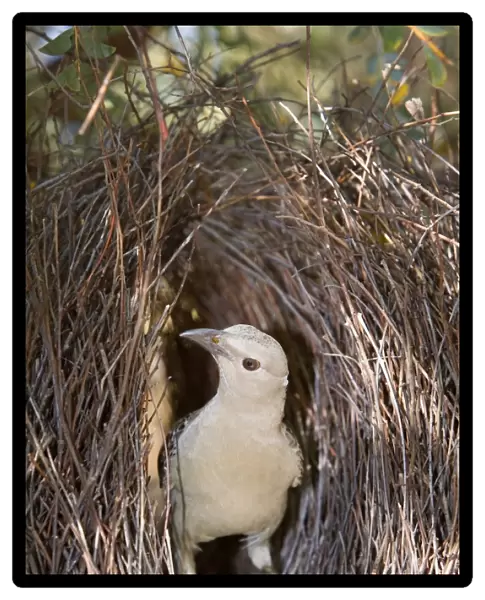 Great Bowerbird - male Bowerbird standing inside its artfully crafted bower. He constructs its bower out of sticks and grass blades and its sole purpose is to convice the female that he's worth her attention