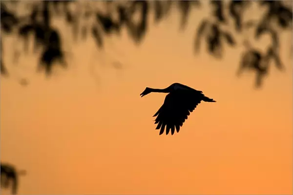 Magpie Goose - adult Magpie Goose in flight at sunset with only its silhouette visible - Northern Territory, Australia
