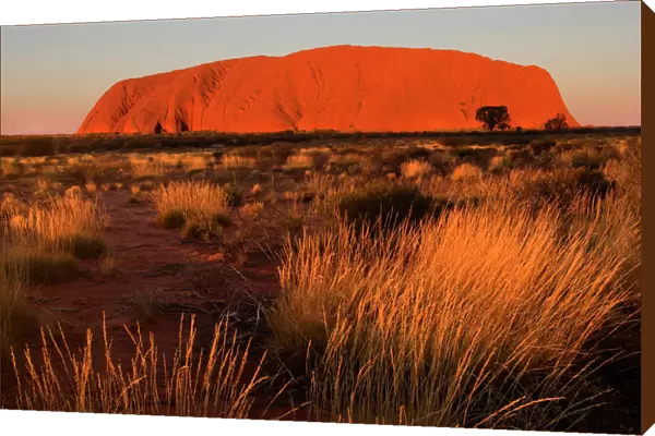 Ayers Rock - Uluru - brightly ablaze Ayers Rock shortly before sunset - Uluru-Kata Tjuta National Park, World Heritage Area, Northern Territory, Australia Aboriginals of the Anangu tribe call Ayers Rock Uluru