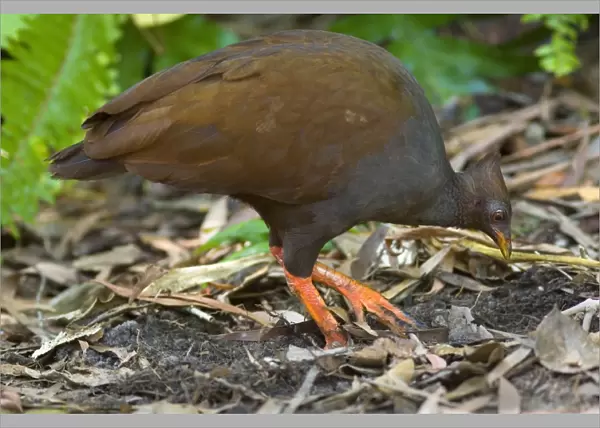 Orange-footed Scrubfowl - adult is combing the ground for insects to feed on. At every second step it stops and scrubs the earth to stirr up food - Queensland, Wet Tropics World Heritage Area, Australia