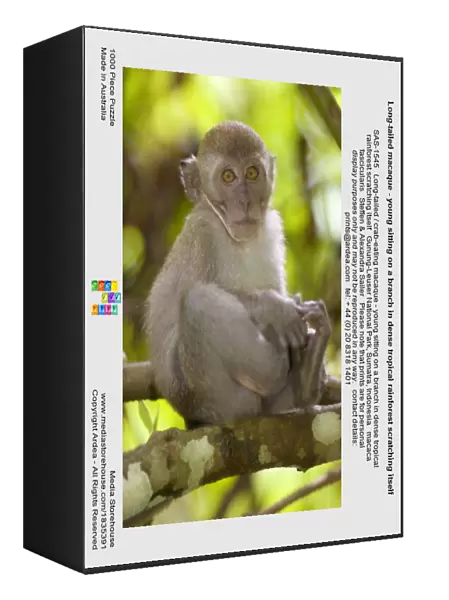 Long-tailed macaque - young sitting on a branch in dense tropical rainforest scratching itself. It is looking directly into the camera - Gunung-Leuser National Park, Sumatra, Indonesia