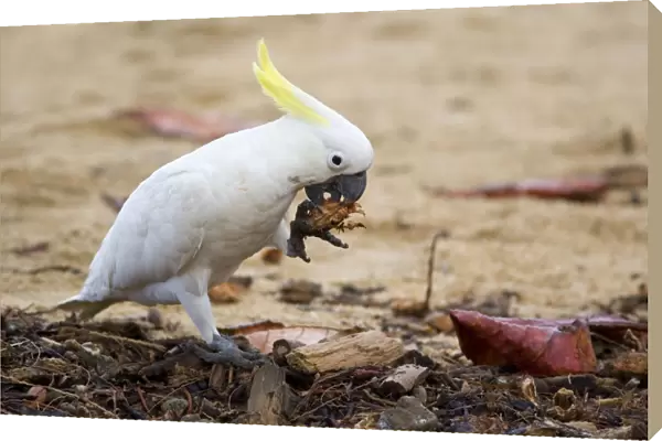 Sulphur-crested Cockatoo - adult at a beach tries to break a very sturdy nut. To acomplish the task it holds the nut in one of its claws and tries to open it with its strong beak. All the while it is standing on only one foot