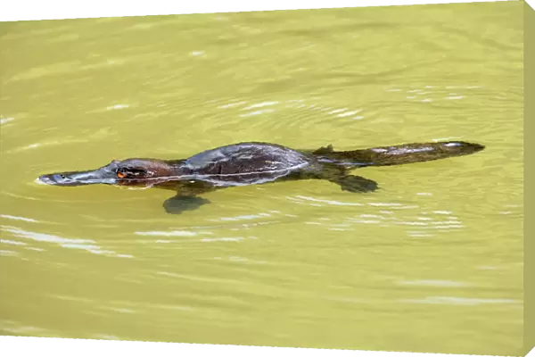 Platypus - adult swimming in a river collecting food - Yungaburra, Atherton Tablelands, Queensland, Australia