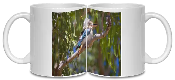Blue-winged Kookaburra - female adult Blue-winged Kookaburra sitting on a gum tree looking out - Western Australia, Australia