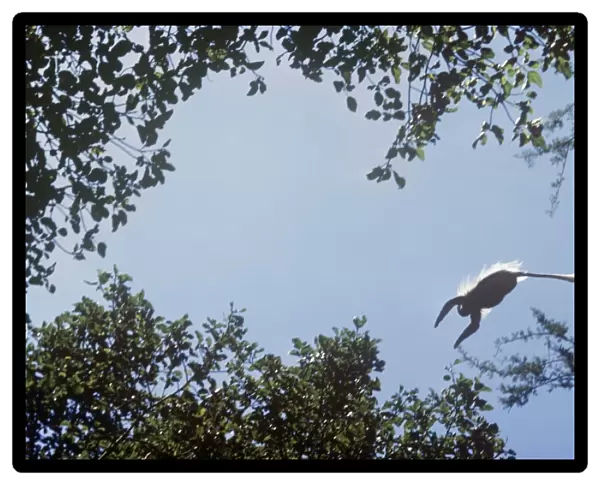 Guereza  /  Black & White Colobus  /  Magistrate Colobus Monkey - leaping across canopy. Ethiopia