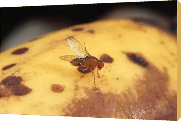 Fruit Fly - wild type, cleaning wings