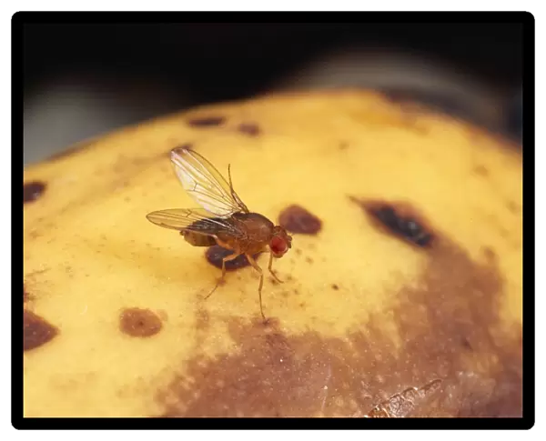 Fruit Fly - wild type, cleaning wings