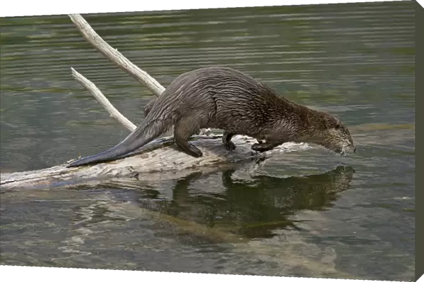 Northern River Otter - diving into lake - Northern Rockies - Montana - Wyoming - Western USA - Summer _D3A5283