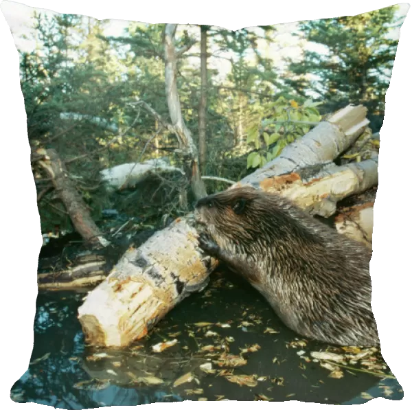 American Beaver TOM 23 Western USA. Castor canadensis © Tom & Pat Leeson  /  ARDEA LONDON