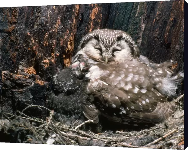 Tengmalms Owl - sleeping with young in nest