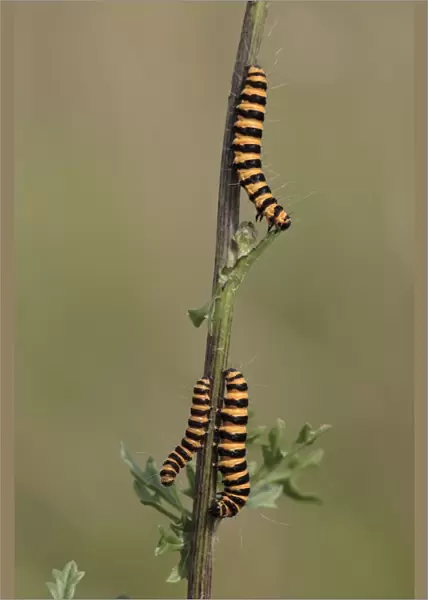 Cinnabar Moth - caterpillars feeding on foodplant Ragwort, Hessen, Germany