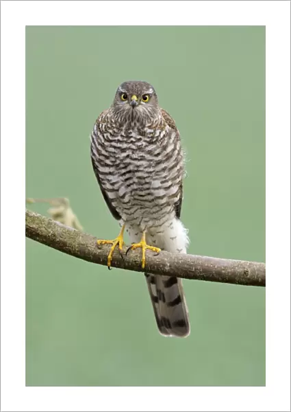 Sparrowhawk - female sitting on branch, Lower Saxony, Germany
