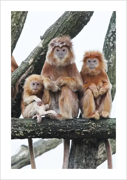 Ebony Leaf Monkey  /  Javan Langur - 2 adults and young animal, distribution - Java, Indonesia