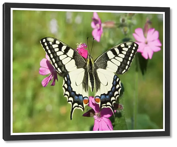 Swallowtail Butterfly - On Red Campion - The Netherlands