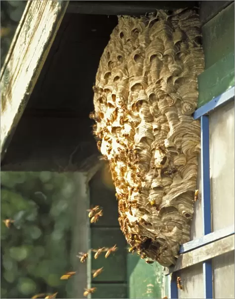 European Hornet - At nest on side of shed - The Netherlands, Overijssel, Zwartsluis