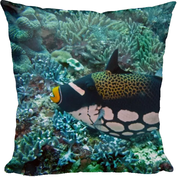 Clown Triggerfish - This most beautiful fish is normally shy but can be very aggressive when protecting its eggs. Indonesia, Indo Pacific