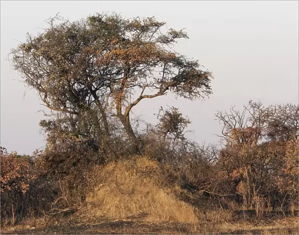Termite Mound at base of tree - Zambia
