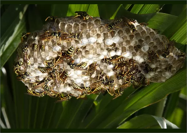Paper Wasps - at nest. Provence - France