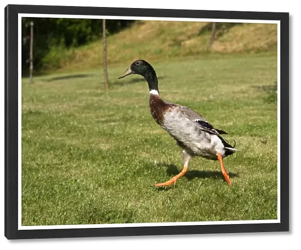 Duck hybrid mallard & Indian Runner