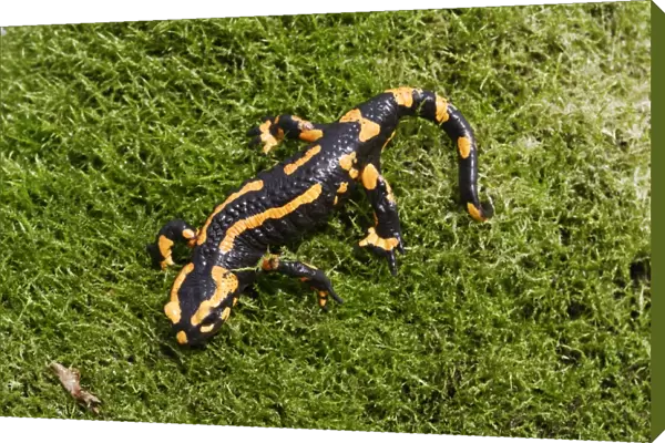 Barred fire salamander. Alsace - France