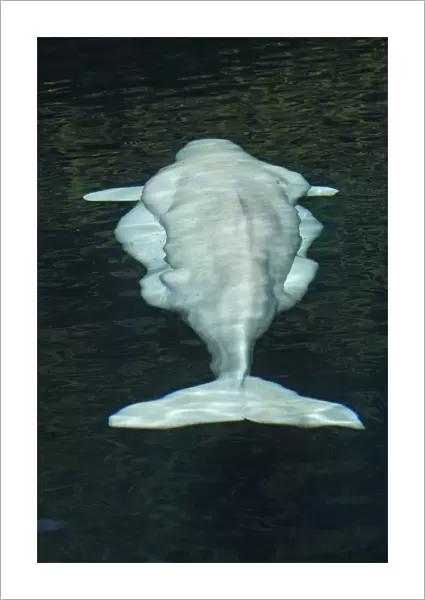 Beluga Whale - in water - view from above. Vancouver aquarium. Canada