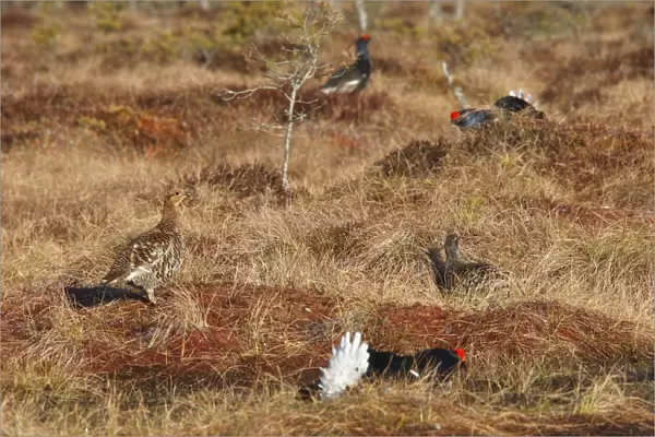 Black Grouse - female and males - Sweden