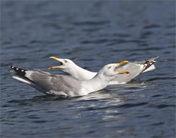 Herring Gull - sitting on water calling - Norway