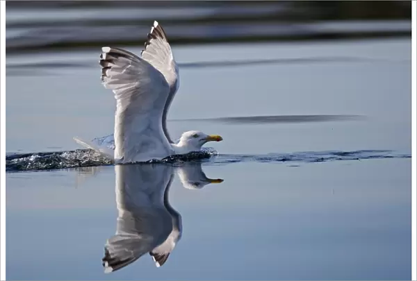 Herring Gulls - landing on water - Norway