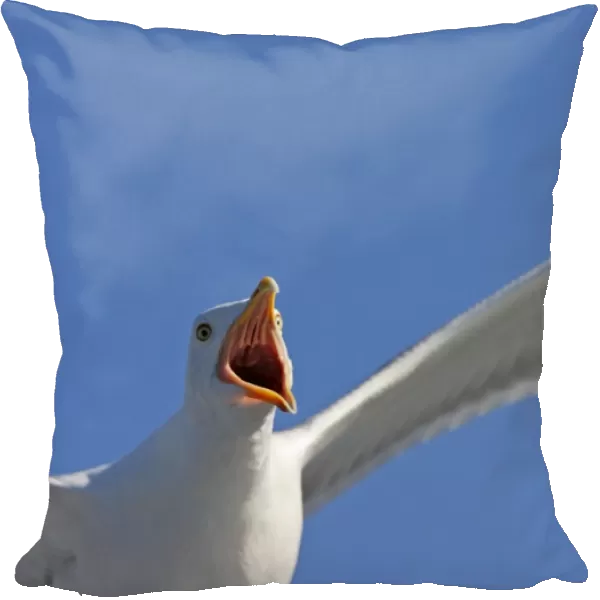 Herring Gull - calling in flight - Norway