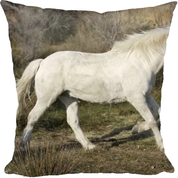 Camargue Horse - Saintes Maries de la Mer - Bouches du Rhone - France