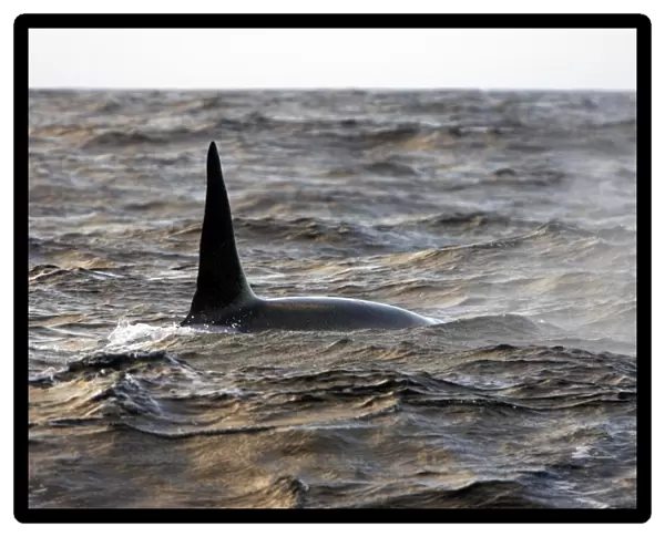 Killer Whale - Tysfjord - Lofoten Isles - Norway