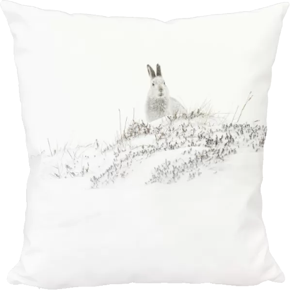 13131035. Mountain Hare (Lepus timidus) - adult with winter pelage resting