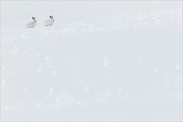 13131034. Mountain Hare (Lepus timidus) - adults with winter pelage resting