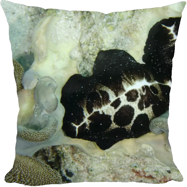 13131085. Pair of Egg Cowries on coral - Batu Gosoh dive site