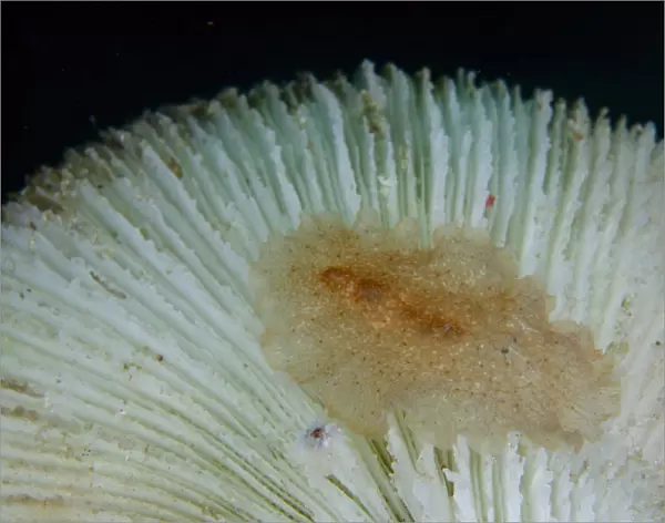 13131090. Raceflatworm on Mushroom Coral (Fungia sp) - Tampa Fufu dive site