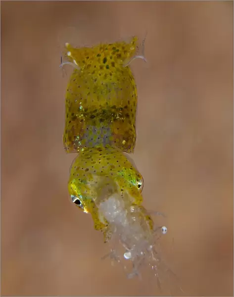 13131101. Pygmy Squid with shrimp (Palaemonidae Family) prey - night dive