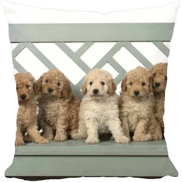 13131191. DOG. Cavapoo puppies, 6 weeks old on a garden bench Date