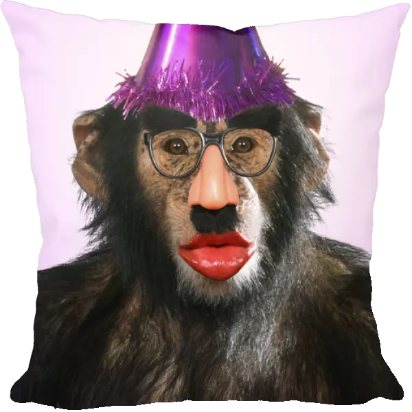 13131263. Chimpanzee - showing lips kissing wearing false nose Groucho glasses