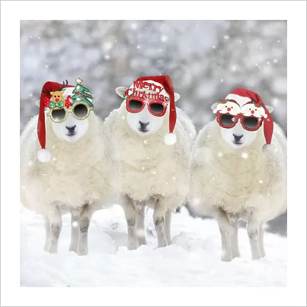 13131283. Texel Sheep, ewes in snow wearing Christmas hats and glasses Date