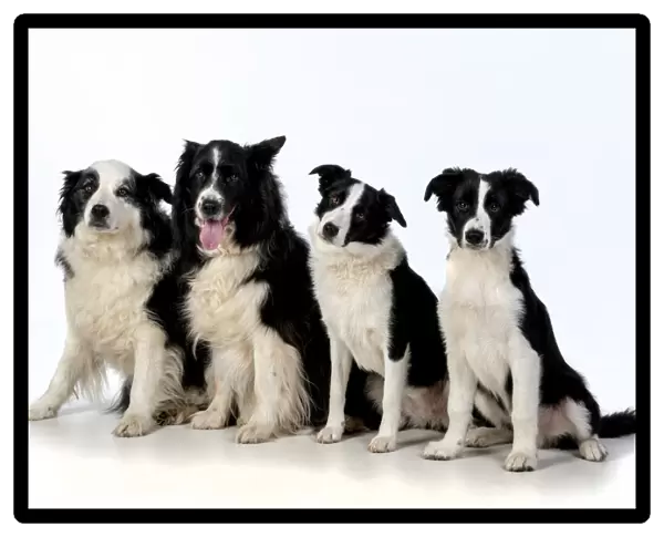 13131318. DOG. Border Collie dogs, 4 in a row, studio Date