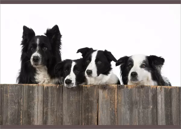 13131329. DOG. Border Collie dogs, x4 over wooden fence, studio Date