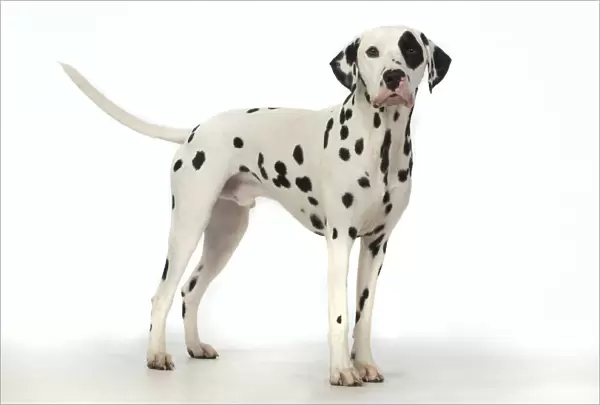 13131402. DOG. Dalmatian standing, studio, white background Date